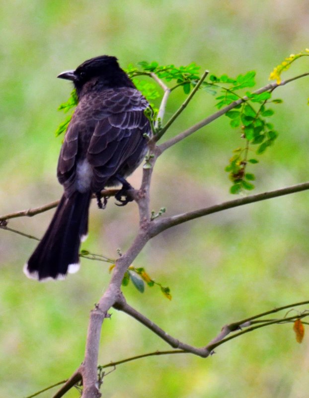 Bird watching spots near Kolkata - Weekend Destinations near Kolkata