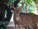 Deer at Ballavpur Wildlife Sanctuary