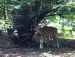 Deer park, Ballavpur forest