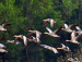 Greylag Geese at Ballavpur Wetland