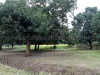 around-baluka_baganbari