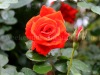 baluka_baganbari-flower