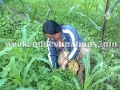 Organic farming at Martam, West Sikkim