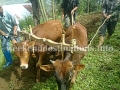 Organic farming in Martam, West Sikkim