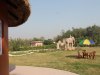 chandni-jaltungi-cottage-garden