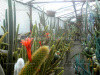 cactus-garden-charkhole-north-bengal