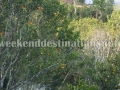 Orange orchard at Dara Eco Village