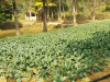 ghatshila-farmstay-kitchen-