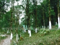 Jhandi Resort1