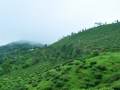 Tea gardens