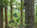 Joypur forest2