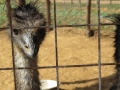 Emu at Joypur