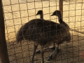 Emu at Joypur