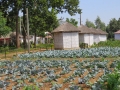 Farming inside Joypur resort