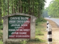 Joypur Forest, deer crossing