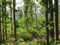 Joypur forest3