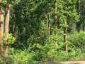 Joypur forest4