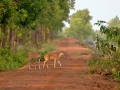 Wild deers at Joypur forest