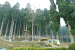 Lamahatta park near Darjeeling