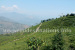 Takdah tea gardens near Lamahatta