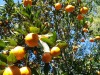 lindin-gaon-orange-orchard