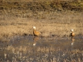 Migratory birds