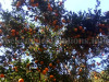 rainee-khola-oranges