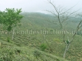 tea_garden
