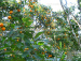 Orange garden at Rangbang homestay
