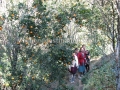 Guest enjoying at Orange orchard, Rangbang