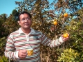 Orange orchard at Rangbang