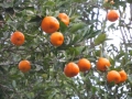 Ready to pick some