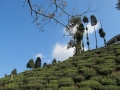 Tea garden near Mirik