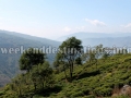 Rangbull tea garden