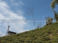 Rongbull Tea garden