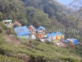 Resort Rongbull within tea garden