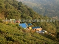 Rongbull resort in tea garden