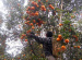 orange-picking-at-sitong