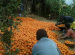orange-sorting-in-sitong
