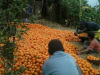 orange-sorting-in-sitong
