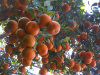 oranges-in-sitong