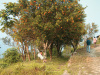 sitong-orange-valley