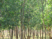 Around Sonajhuri forest