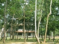 Resort at Sona jhuri