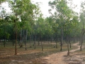 Way through Sona juri forest