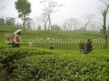 Rungli Rungliot Tea Garden near Takdah