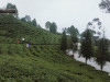 tam-dhara-tea-garden