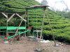 tamdhara-homestay-playarea