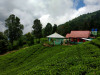 tamdhara_cottage