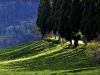 temi-tea-garden